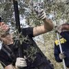 La raccolta delle olive