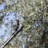 La raccolta delle olive