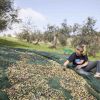 La raccolta delle olive