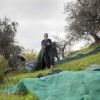 La raccolta delle olive