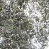 La raccolta delle olive
