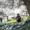La raccolta delle olive