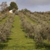 Vista dell'uliveto
