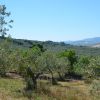 Vista dell'uliveto